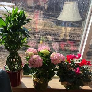 Meet your Posher, Sunny